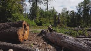 Best Fruit Tree Pruning  in Knightsen, CA