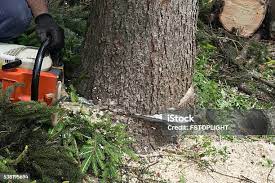 Knightsen, CA Tree Removal Company