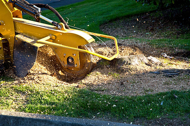 Best Tree Preservation Services  in Knightsen, CA