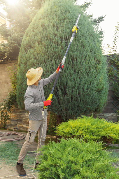 How Our Tree Care Process Works  in  Knightsen, CA